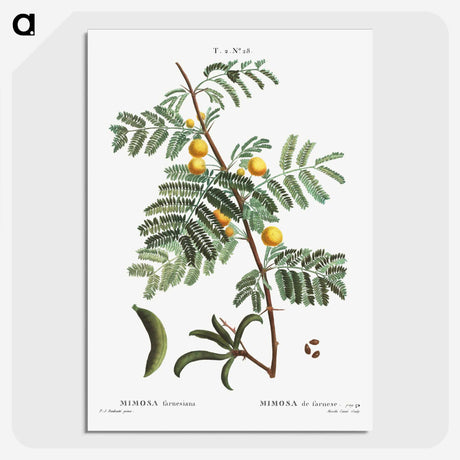 2-30_Treatise-on-Trees-and-Shrubs_picture-crop