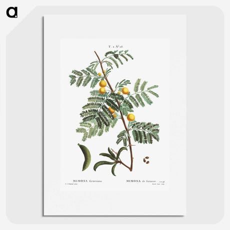 2-30_Treatise-on-Trees-and-Shrubs_picture