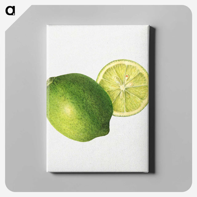 2-30_USDA-Watercolor-Fruit-Painting-Collection_canvas