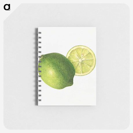 2-30_USDA-Watercolor-Fruit-Painting-Collection_memo