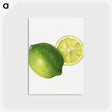 2-30_USDA-Watercolor-Fruit-Painting-Collection_postcard