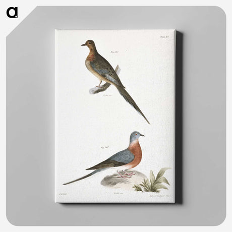 2-30_Zoology-of-New-York_canvas