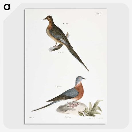 2-30_Zoology-of-New-York_picture-crop