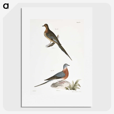 2-30_Zoology-of-New-York_picture