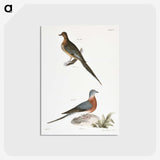 2-30_Zoology-of-New-York_postcard