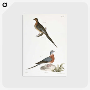 2-30_Zoology-of-New-York_postcard
