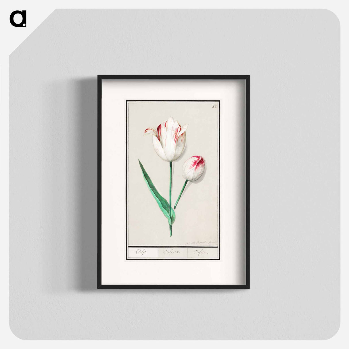 Tulip - アンセルムス ボエティウス デ ブート Poster.