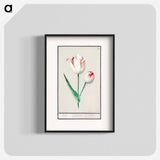 Tulip - アンセルムス ボエティウス デ ブート Poster.