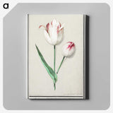 2-31_Anselmus-Boetius-de-Boodt_canvas