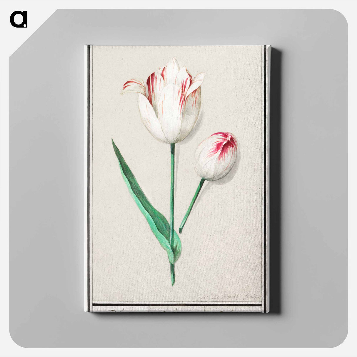 Tulip - アンセルムス ボエティウス デ ブート Canvas.