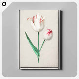 Tulip - アンセルムス ボエティウス デ ブート Canvas.