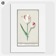2-31_Anselmus-Boetius-de-Boodt_picture