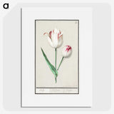 2-31_Anselmus-Boetius-de-Boodt_picture