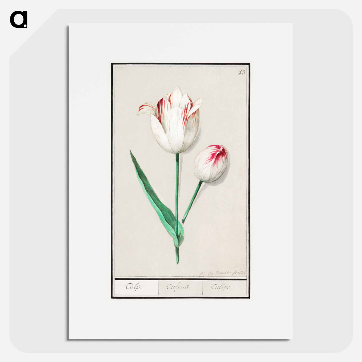 Tulip - アンセルムス ボエティウス デ ブート Poster.
