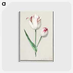 2-31_Anselmus-Boetius-de-Boodt_postcard