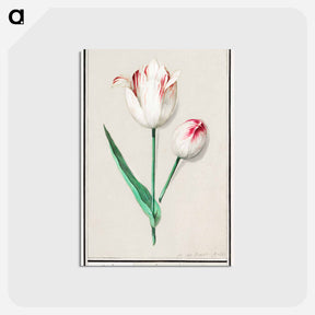 アートポストカード-Tulip - アンセルムス ボエティウス デ ブート Postcard.