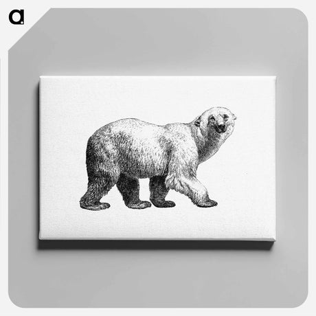 アートパネル-White Bear from Amerika
 - 大英図書館 Canvas.