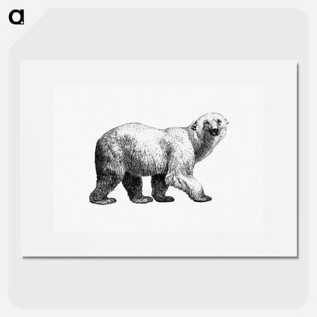 アートポスター-White Bear from Amerika
 - 大英図書館 Poster.
