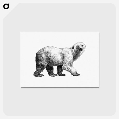 アートポストカード-White Bear from Amerika
 - 大英図書館 Postcard.