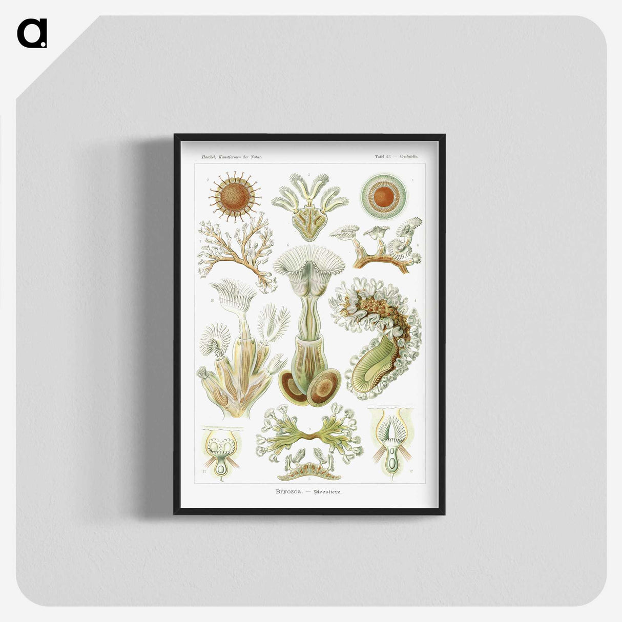 2-31_Ernst-Haeckel_blk-crop