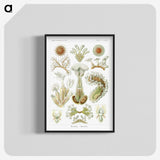 2-31_Ernst-Haeckel_blk-crop