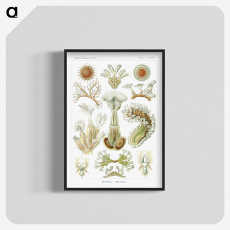 2-31_Ernst-Haeckel_blk-crop