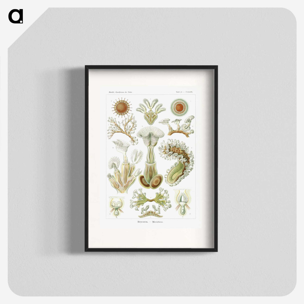 2-31_Ernst-Haeckel_blk