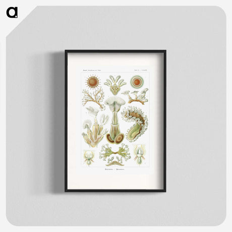 2-31_Ernst-Haeckel_blk