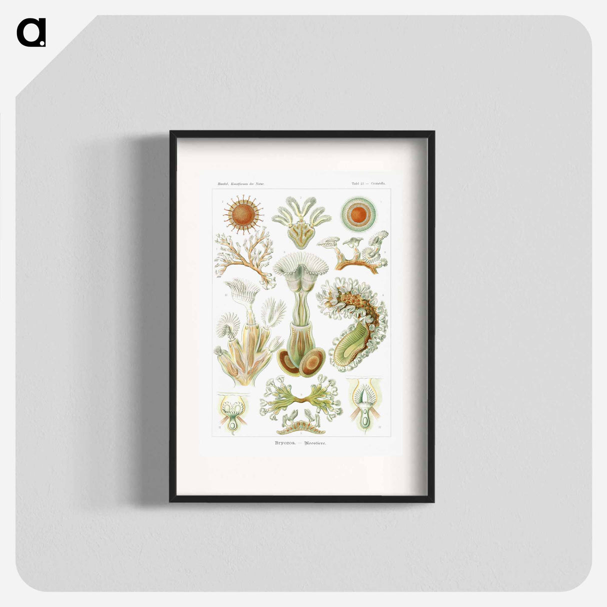 Bryozoa–Moostiere - エルンスト ヘッケル Poster.