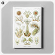 2-31_Ernst-Haeckel_canvas
