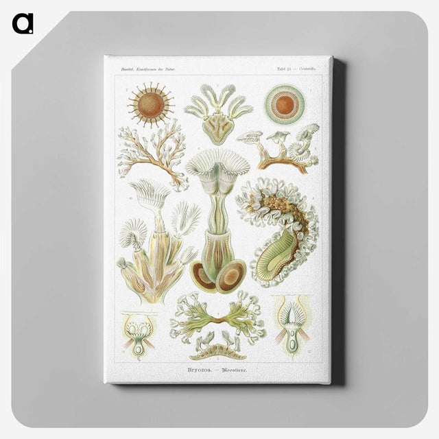 2-31_Ernst-Haeckel_canvas