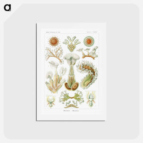 アートポストカード-Bryozoa–Moostiere - エルンスト ヘッケル Postcard.