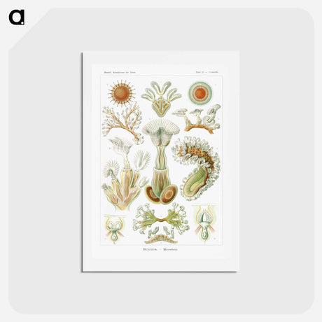 アートポストカード-Bryozoa–Moostiere - エルンスト ヘッケル Postcard.