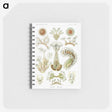 2-31_Ernst-Haeckel_memo