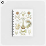 2-31_Ernst-Haeckel_memo