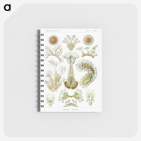 2-31_Ernst-Haeckel_memo