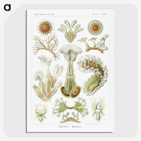 2-31_Ernst-Haeckel_picture-crop