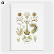 2-31_Ernst-Haeckel_picture