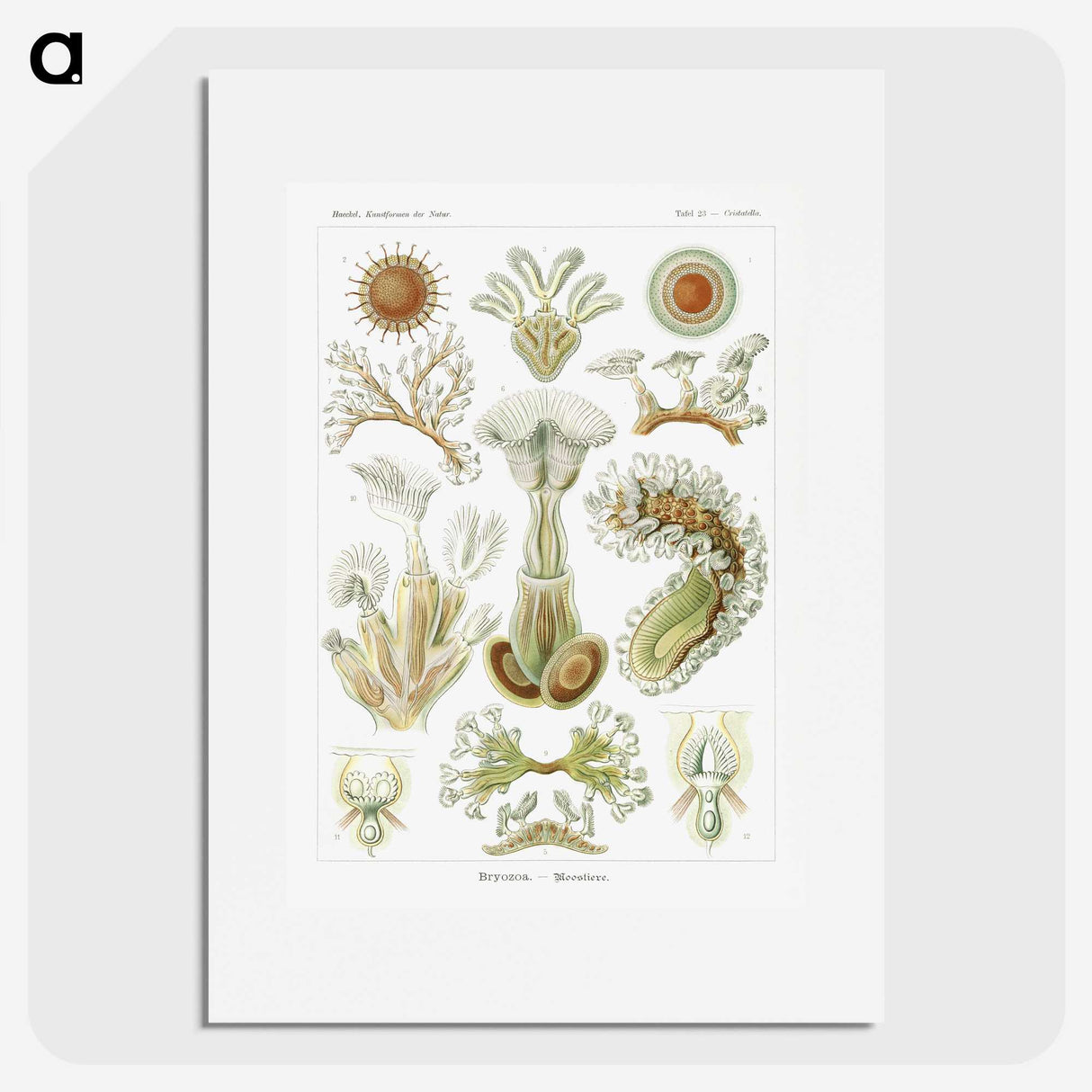 2-31_Ernst-Haeckel_picture