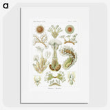 2-31_Ernst-Haeckel_picture