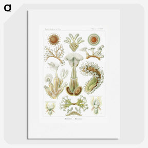 2-31_Ernst-Haeckel_picture