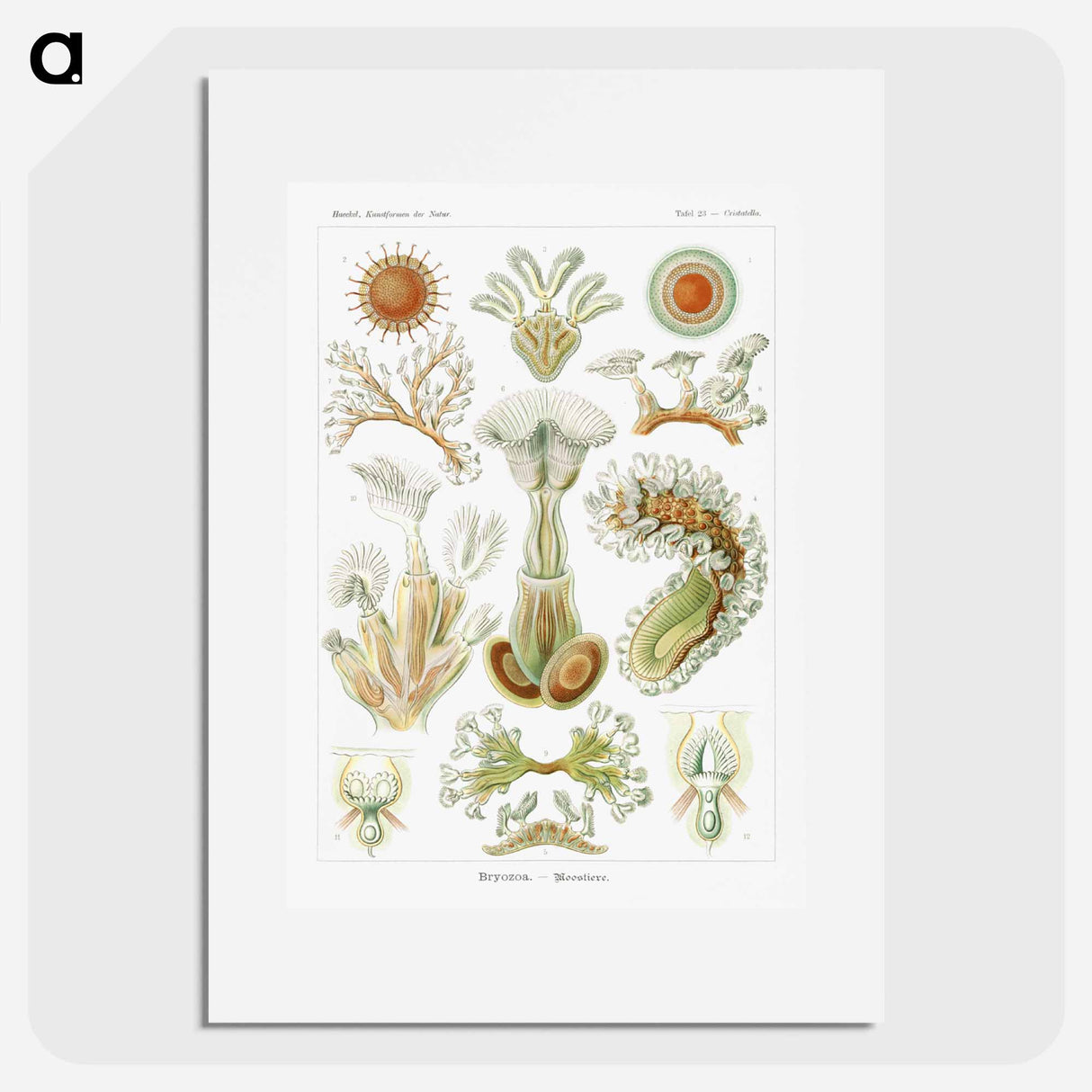 Bryozoa–Moostiere - エルンスト ヘッケル Poster.