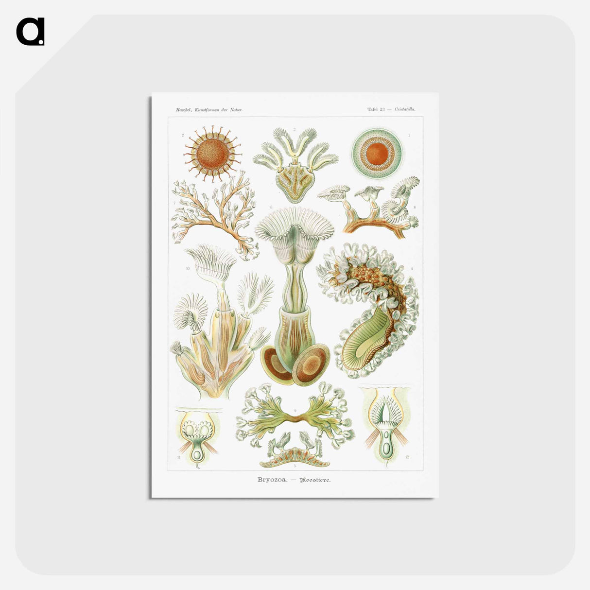 アートポストカード-Bryozoa–Moostiere - エルンスト ヘッケル Postcard.