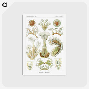 2-31_Ernst-Haeckel_postcard