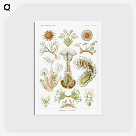 アートポストカード-Bryozoa–Moostiere - エルンスト ヘッケル Postcard.