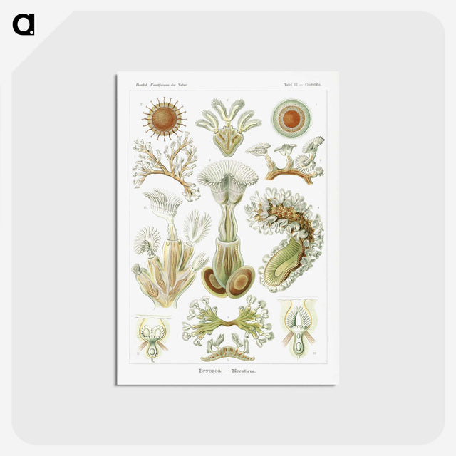2-31_Ernst-Haeckel_postcard