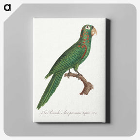2-31_Francois-Levaillant_canvas