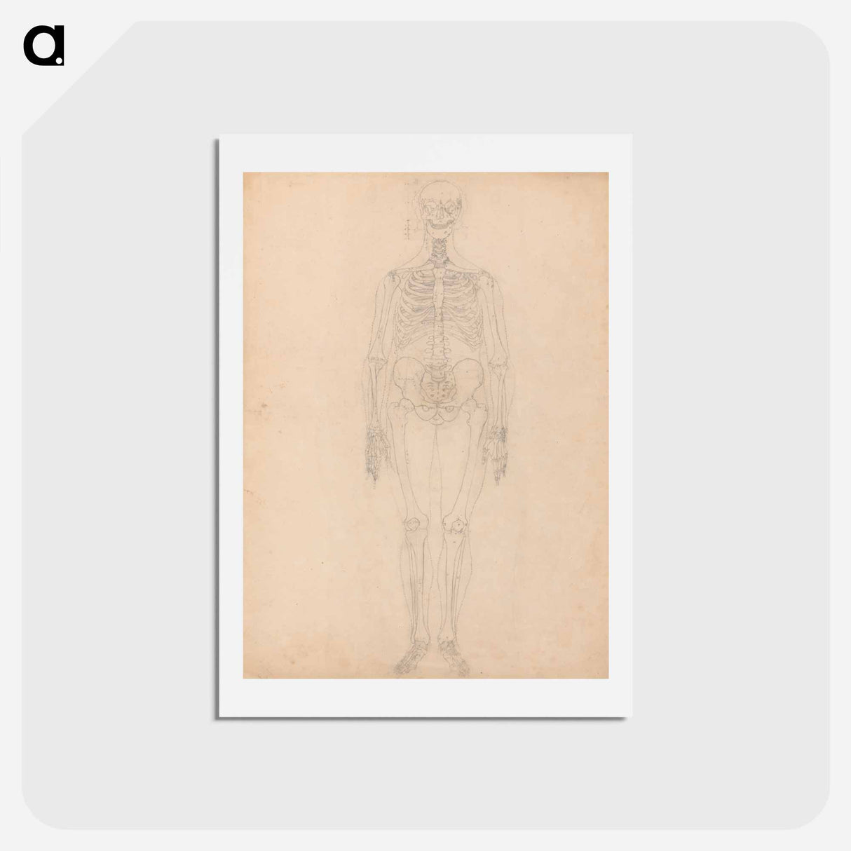 アートポストカード-Human Skeleton, Anterior View
 - ジョージ スタッブス Postcard.