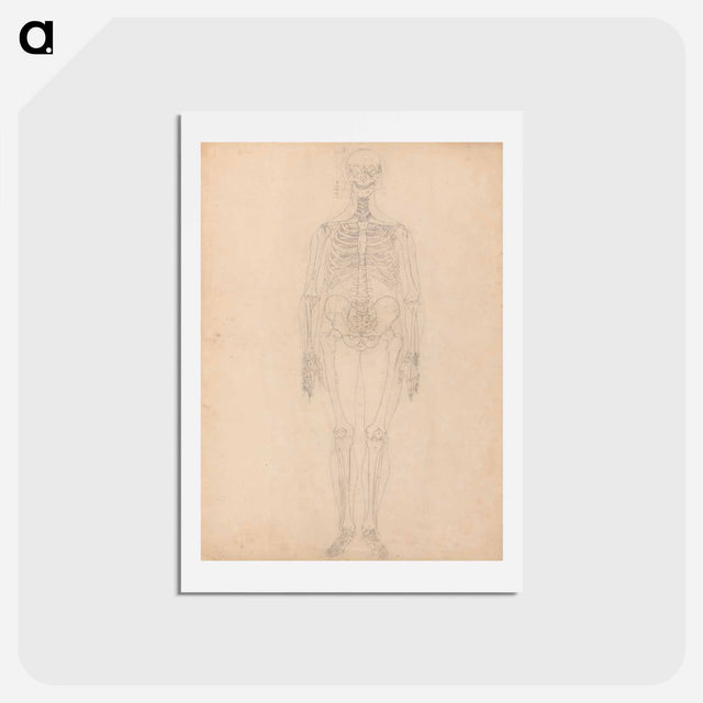 アートポストカード-Human Skeleton, Anterior View
 - ジョージ スタッブス Postcard.