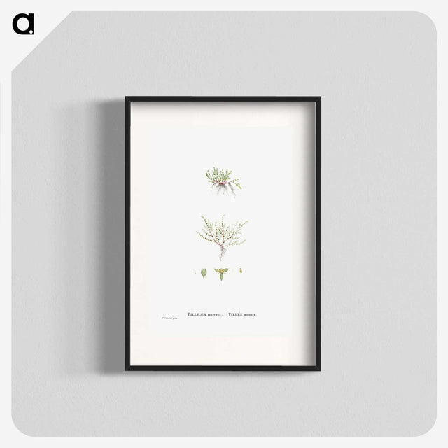 2-31_Histoire-des-Plantes-Grasses_blk